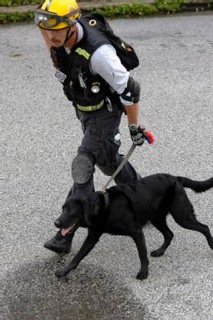 FEMA Search and Rescue Dog