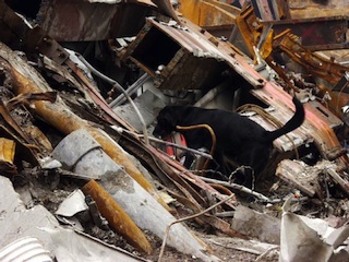 Urban Search and Rescue K9 Urban Search and Rescue K9