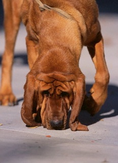 bloodhound search 