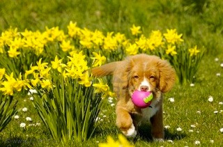 puppy playing with ball
