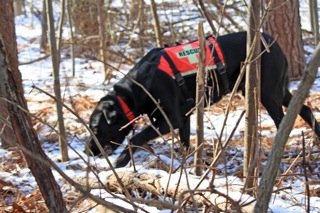 K9 Search Dog