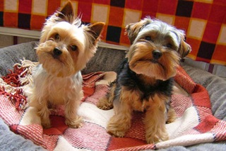 puppies puppies