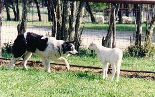 border collie with sheep