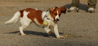 puppy playing ball