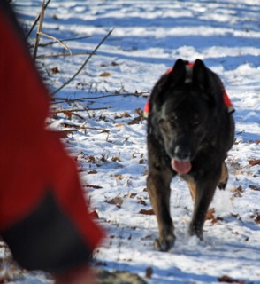 K9 Search and Rescue Training