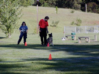 K9 Training Search and Rescue