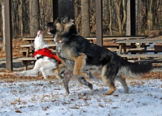 puppies playing