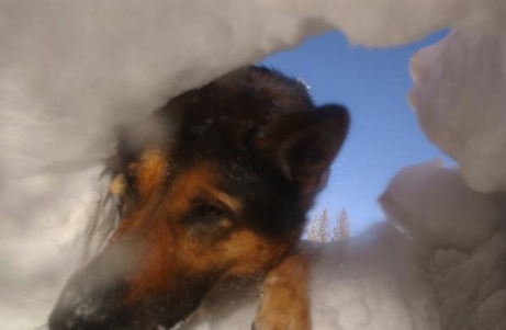 Avalanche K9 Search and Rescue