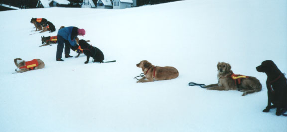 Avalanche K9 Search and Rescue Dog