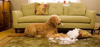 destructive puppy chewing destructive puppy chewing