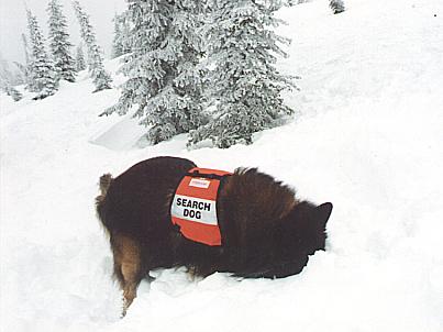 Avalanche K9 Search and Rescue