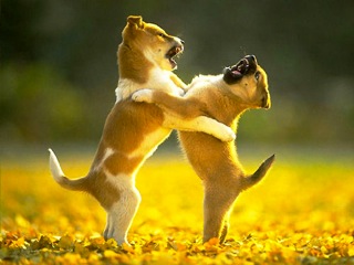 puppies playing puppies playing