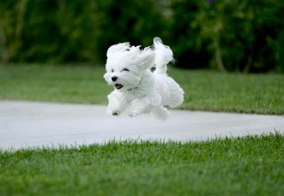 puppy running