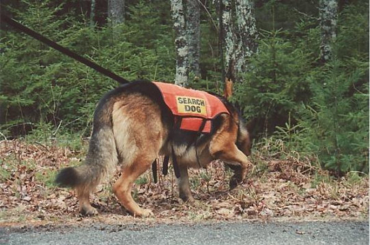 Cadaver German Shephard Cadaver German Shephard