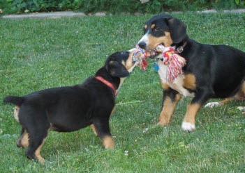 tug a war puppy games