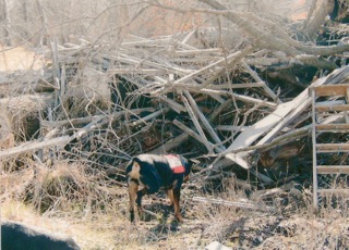 K9 Search Dog