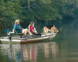 K9 Water Search German Shephard