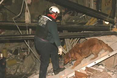 USAR K9 USAR K9