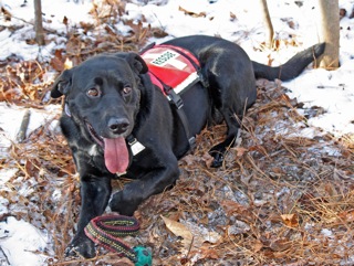 K9 Training Search and Rescue