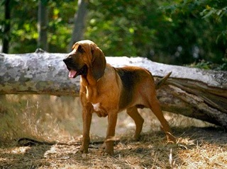 bloodhound searching